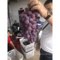 China red grape red globe yunnan grape fresh fruit exporter